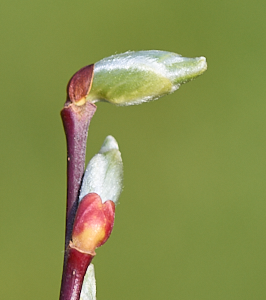Goat willow starting to flower - close up