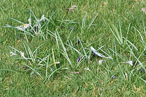 Crocus patch looking very tired for this year.