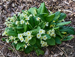 Primrose in flower