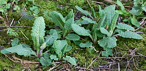 Cowslips starting to form buds