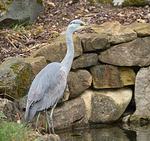 Grey Heron