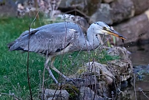 Grey heron with newt
