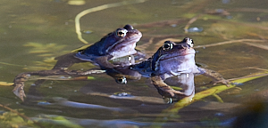 Frogs in the pond
