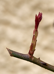 Dublin bay rose shoot