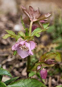 Helibore in flower
