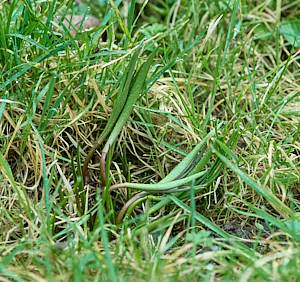 Snakeshead fritillaries