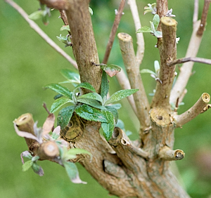 Buddleia starting to grow