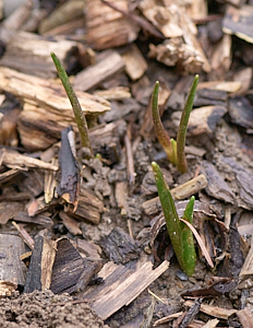 Snakeshead fritillaries