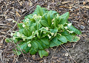 Primroses