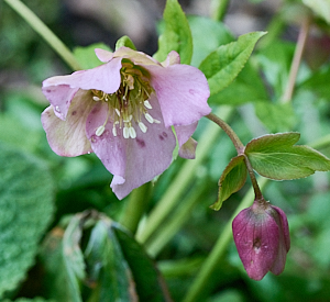Hellebore in flower