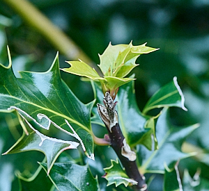 Fresh growth on holly bush