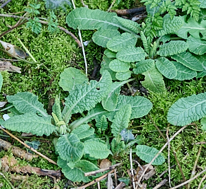 Cowslips starting to bloom