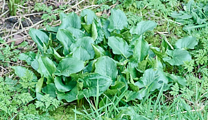 Lords and Ladies growing well