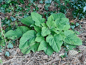 Foxglove plants