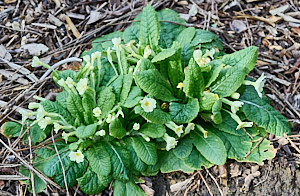 Primroses in flower