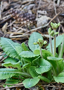 Oxlips starting to bloom