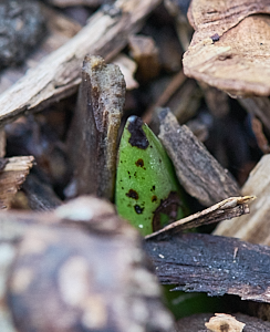Northern Marsh Orchid