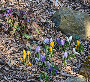 Bunch of crocus in garden.