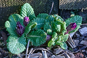 Bedding plant about to flower