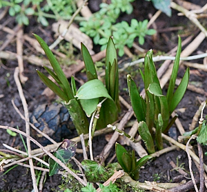 Unidentified green shoots in the garden.