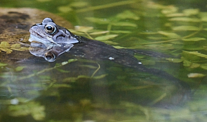 Frog in pond
