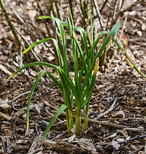 Clump of garlic