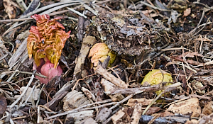 First growth of rhubarb