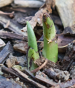 Two small stems of northern marsh orchid