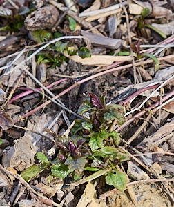 Early growth of bugle