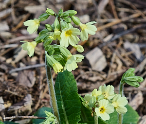 Flowering oxlips