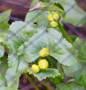 Buds of marsh marigold