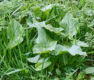 Small clump of Lords and Ladies