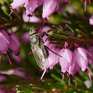 Fly on heather
