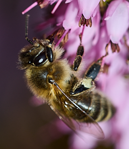Bee on heather