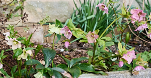 Hellebores in flower