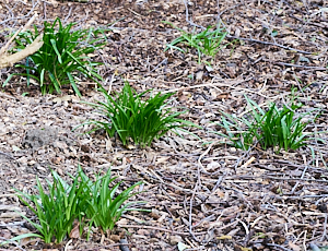 Bluesbell growing beneath trees