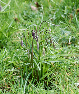 Snakeshead fritillaries starting to show flowers