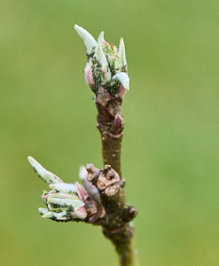 Buds on apple tree