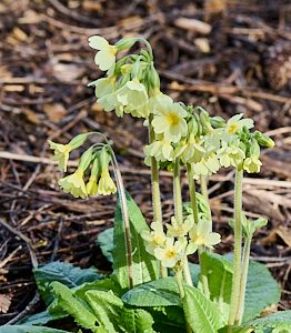 Oxlips in flower