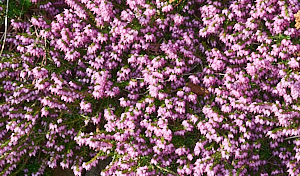 Heather looking marvellous in the sun