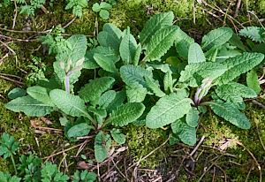 Cowslips beginning to flower