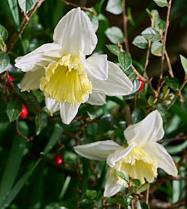 Narcissi in flower