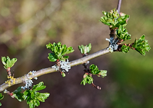 Hawthorn beginning to flower