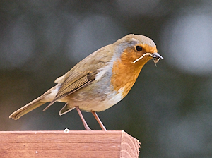 Robin with food