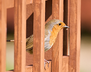 Robin with insect