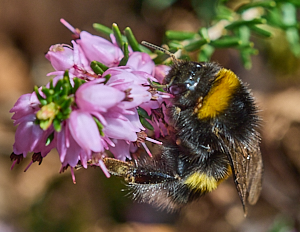 Bee on heather