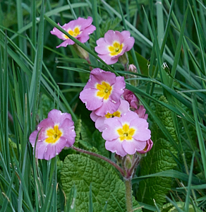 Pink cowslips
