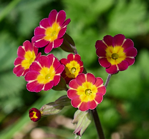 Red cowslips