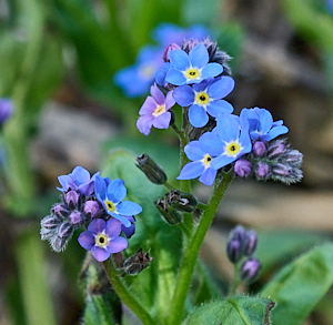 Forget-me-not flowers