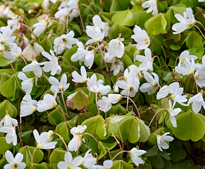 White flowers